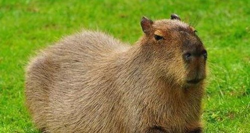 网络热词背后的娱乐文化:从“小瓜鸡蛋”到每日大赛吃瓜入口