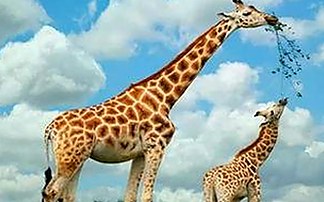 娱乐吃瓜酱小姐姐爆火背后：她如何用小说搭建娱乐圈的秘密花园？